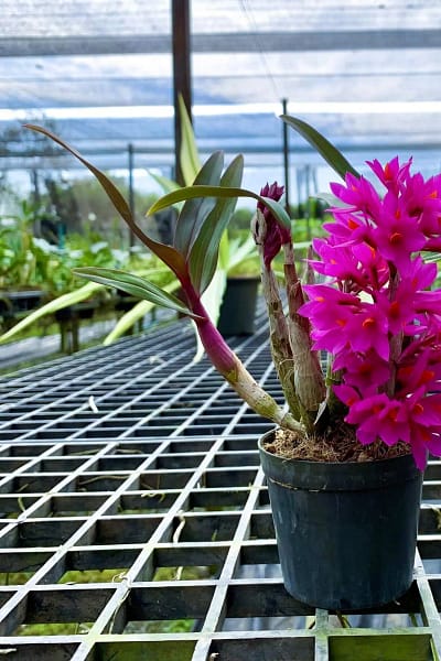 Dendrobium Hibiki