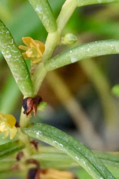 Adenoncos parviflora