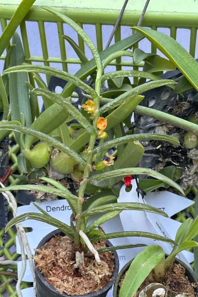 Adenoncos parviflora