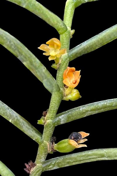 Adenoncos parviflora