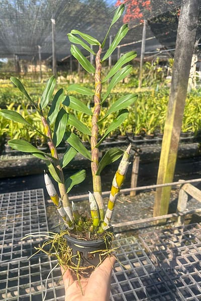 Dendrobium_gatton_sunray