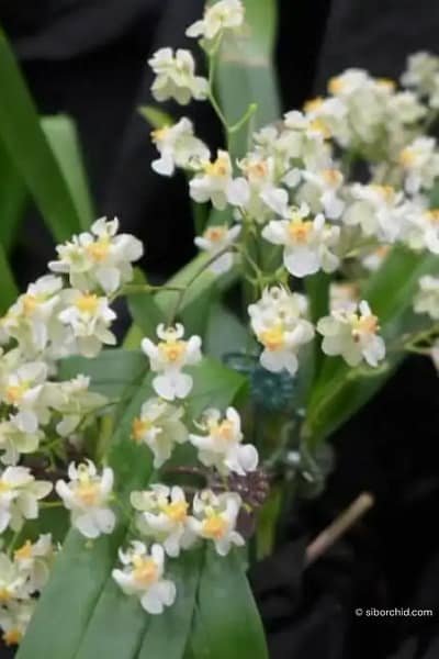 Oncidium Twinkle