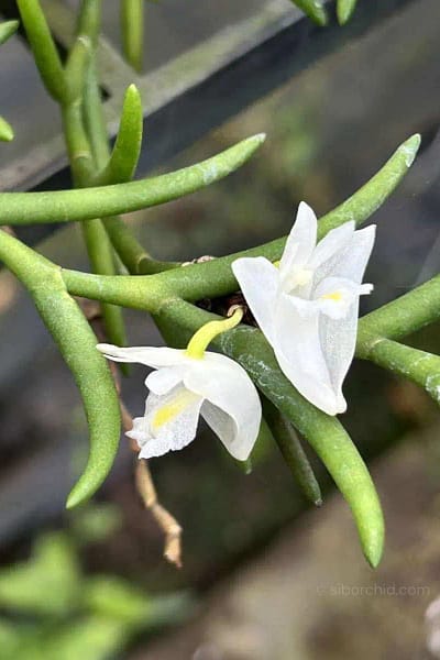 Dendrobium setifolium