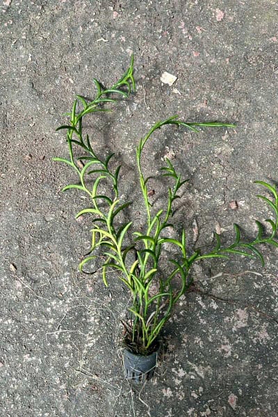 Dendrobium setifolium