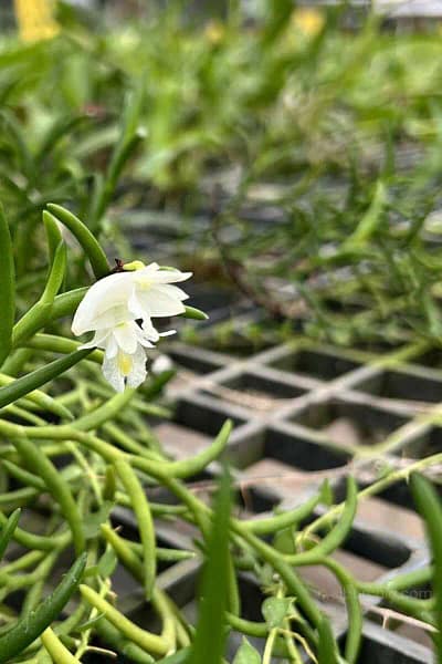 Dendrobium setifolium