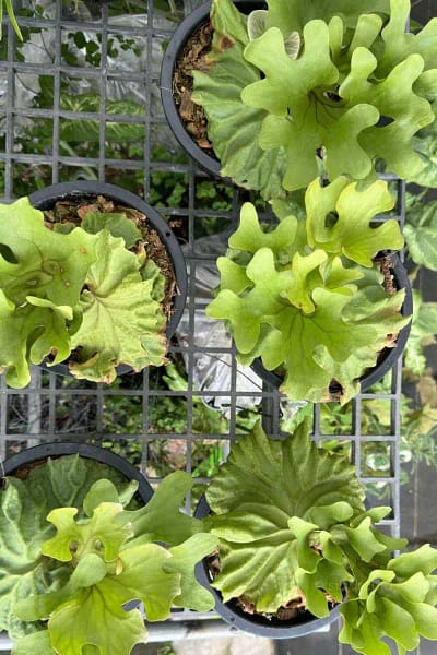 Platycerium Ridleyi dwarf for sale
