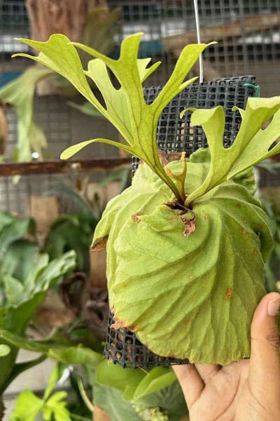 Platycerium ridleyi for sale siborchid