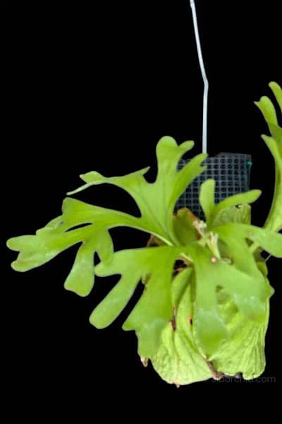 Platycerium ridleyi for sale siborchid
