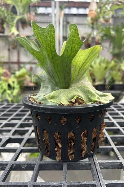 Platycerium wandae for sale