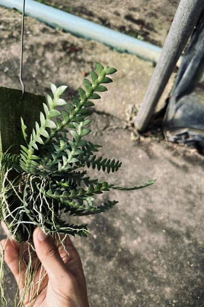 dendrobium leonis for sale
