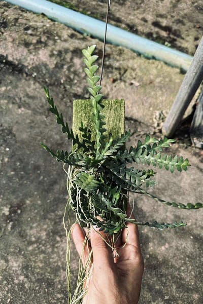 dendrobium leonis for sale