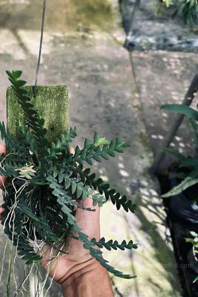 dendrobium leonis for sale