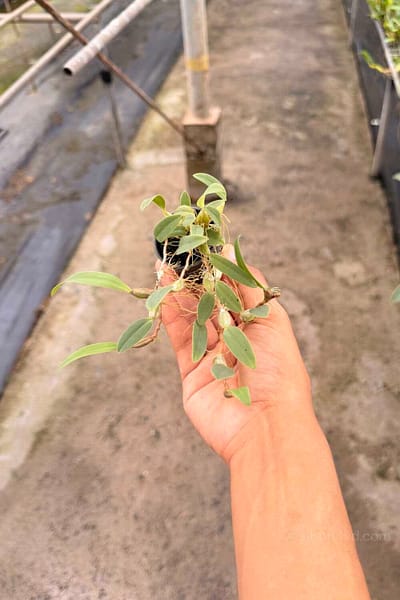 Bulbophyllum pardalotum siborchid