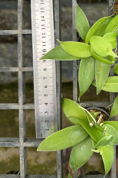 Vanilla planifolia