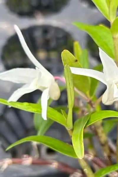 Dendrobium Moniliforme