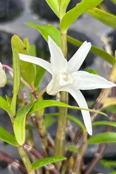 Dendrobium Moniliforme