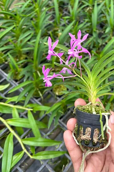 Neofinetia falcata 'Koto' x 'Shutennou', Pink