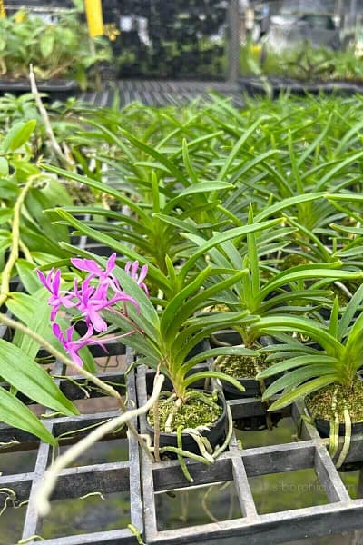 Neofinetia falcata 'Koto' x 'Shutennou', Pink