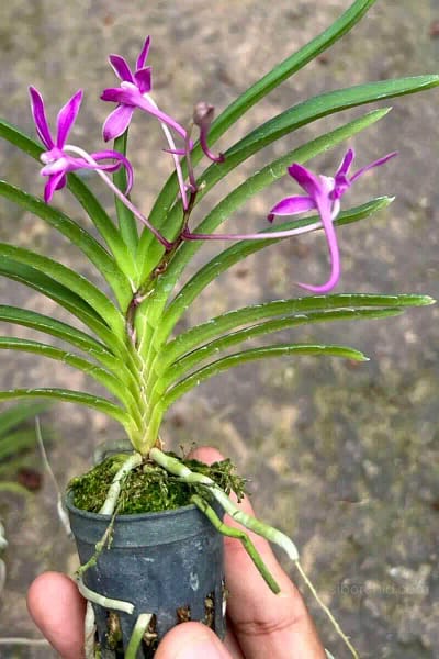Neofinetia falcata 'Koto' x 'Shutennou', Pink