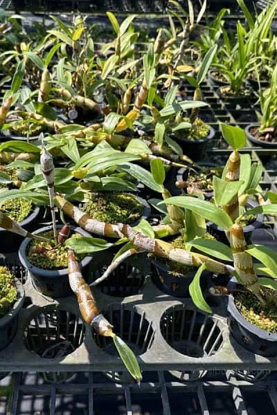 dendrobium chanthaboon sunrise Dendrobium lamyaiae × Dendrobium friedericksianum