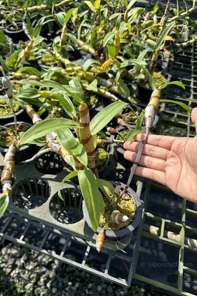 dendrobium chanthaboon sunrise Dendrobium lamyaiae × Dendrobium friedericksianum