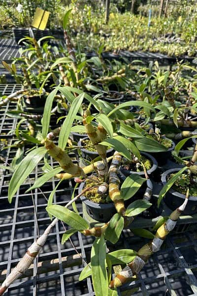 dendrobium chanthaboon sunrise Dendrobium lamyaiae × Dendrobium friedericksianum
