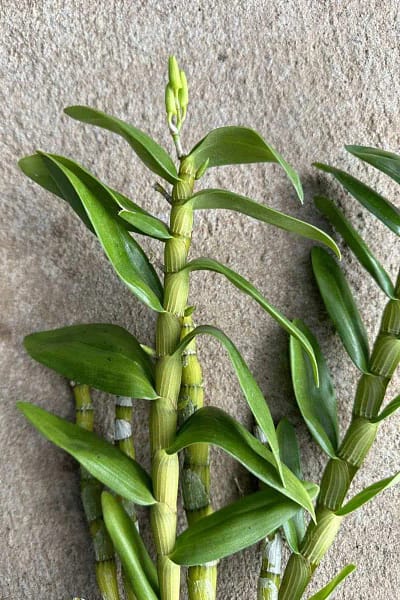 Dendrobium Nobile Hybrid White