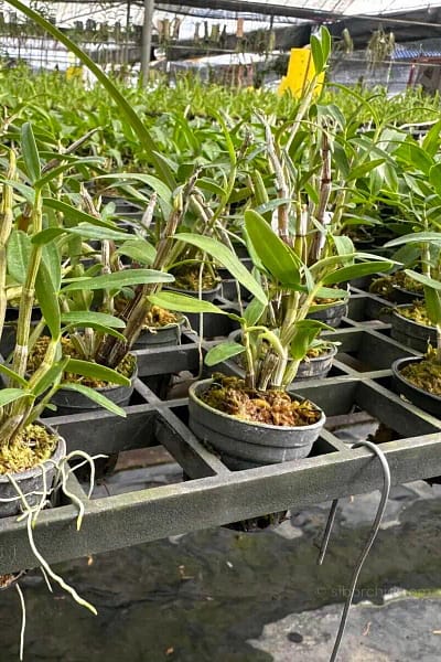 Dendrobium Moniliforme