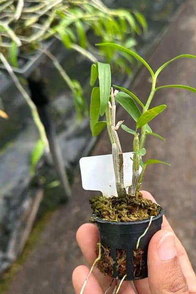 Dendrobium Moniliforme