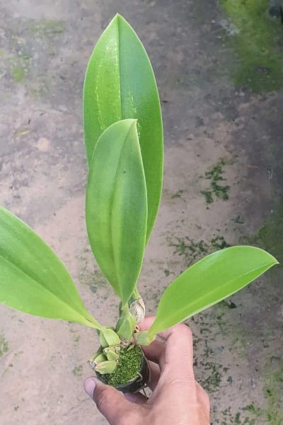 Bulbophyllum graveolens