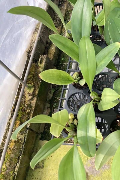 Bulbophyllum graveolens