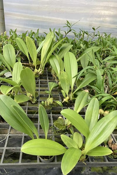 Bulbophyllum graveolens