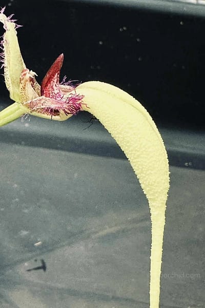 Bulbophyllum fascinator semi alba