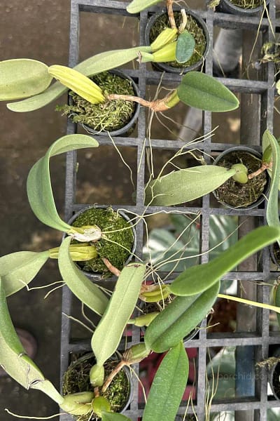 Bulbophyllum fascinator semi alba