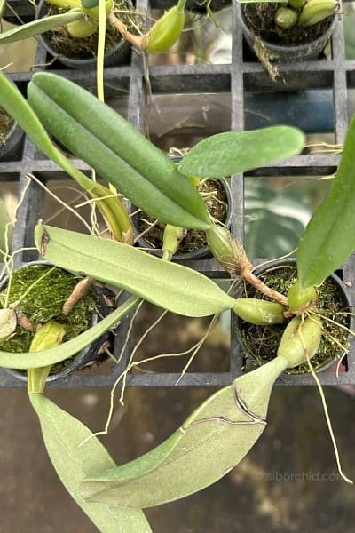 Bulbophyllum fascinator semi alba