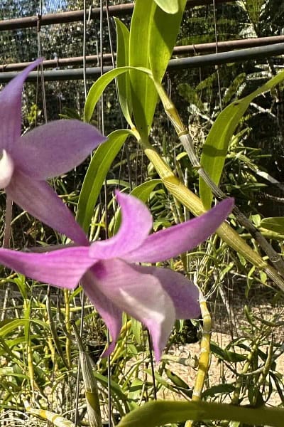 Dendrobium hercoglossum