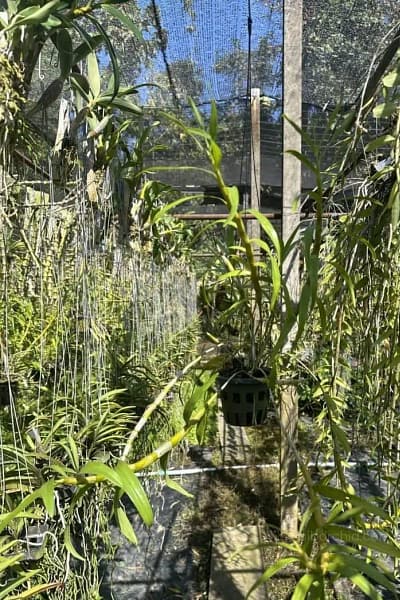 Dendrobium hercoglossum