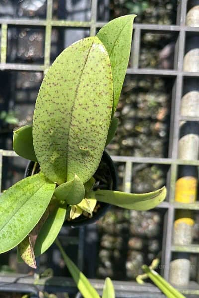 Trichocentrum Ollie Palmer Oncidium Trichocentrum hybrid