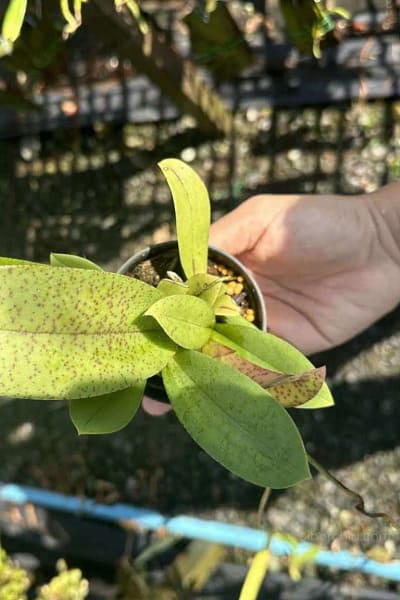 Trichocentrum Ollie Palmer Oncidium Trichocentrum hybrid