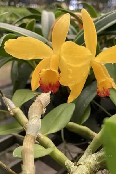 cattleya-yellow-doll/