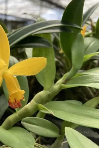cattleya-yellow-doll/