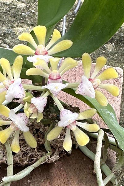 gastrochilus