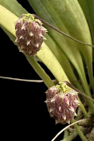 bulbophyllum repens