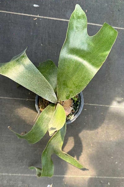 Platycerium Banna #A