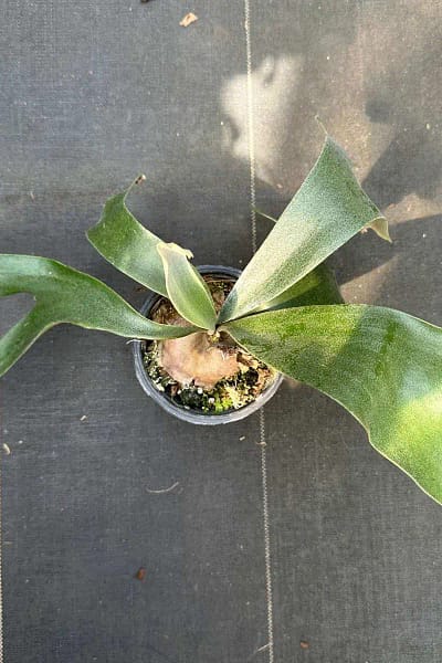 Platycerium Banna #A