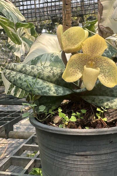 paph concolor