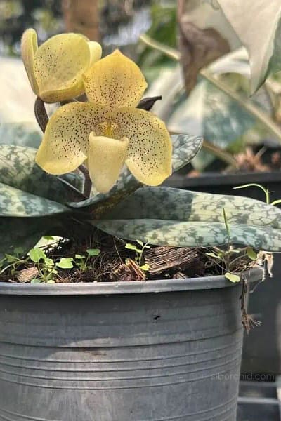 paph concolor