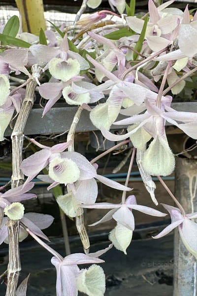 Dendrobium aphyllum
