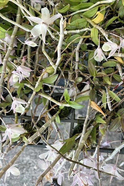 Dendrobium aphyllum