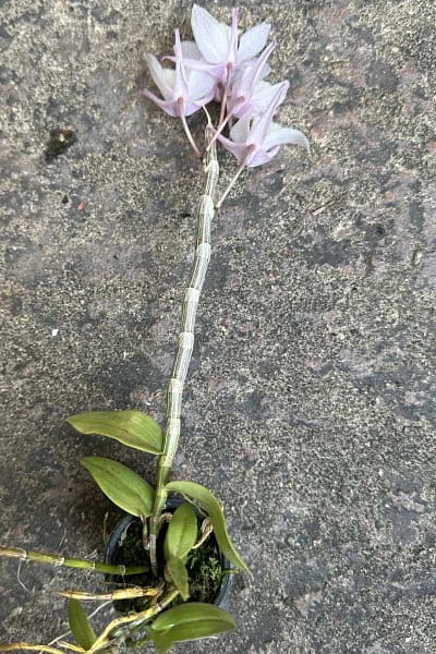 Dendrobium aphyllum